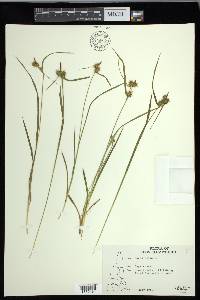 Carex flava image