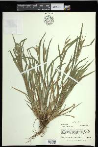 Carex flaccosperma image