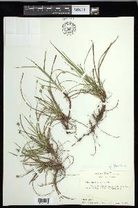 Carex floridana image