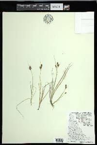 Carex garberi image