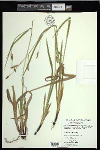 Carex formosa image