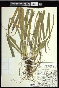 Carex folliculata image