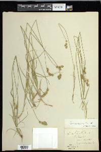 Carex foenea image