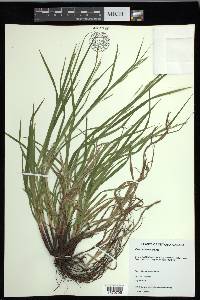 Carex formosa image