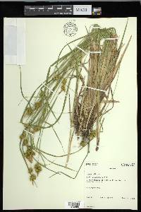 Carex flava image