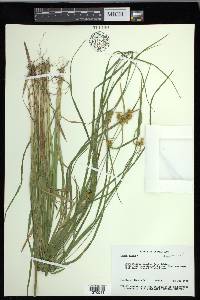 Carex flava image