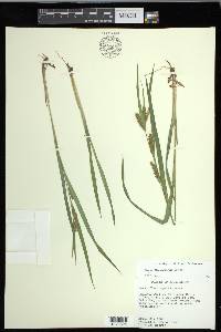 Carex flaccosperma image