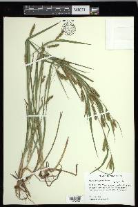 Carex flaccosperma image