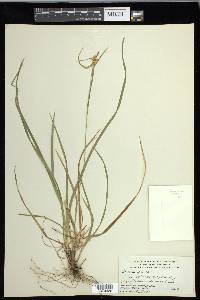 Carex flava image