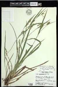 Carex flaccosperma image