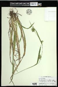 Carex folliculata image