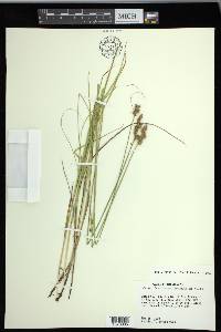 Carex festucacea image