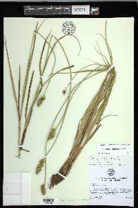 Carex fissa var. fissa image