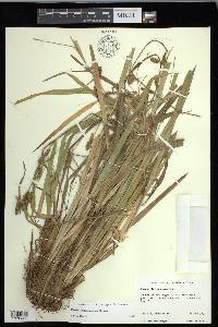 Carex flaccosperma image