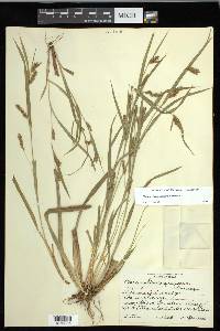 Carex flaccosperma image