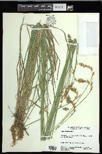 Carex foenea image