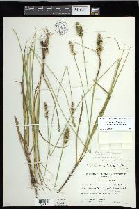 Carex fissa var. aristata image