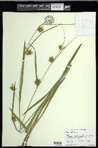 Carex folliculata image