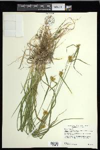 Carex flava image