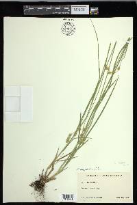 Carex foenea image