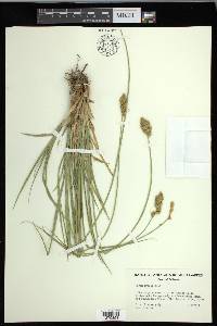 Carex fracta image