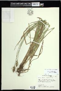 Carex fissa image