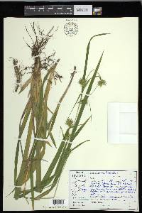 Carex folliculata image