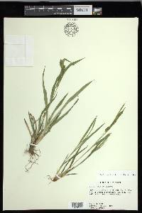 Carex flaccosperma image