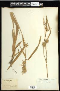 Carex folliculata image