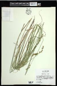 Carex festucacea image