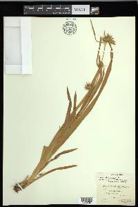 Carex folliculata image