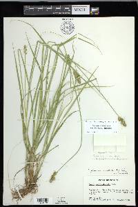 Carex fissa image