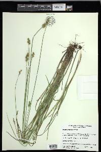 Carex festucacea image