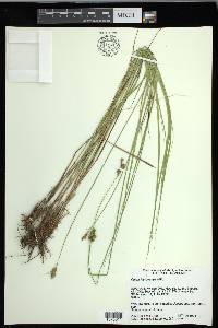 Carex festucacea image