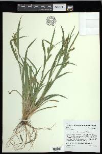 Carex flaccosperma image