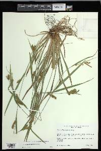 Carex flaccosperma image