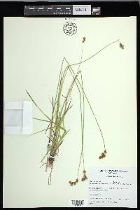 Carex foenea image