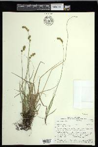 Carex foenea image