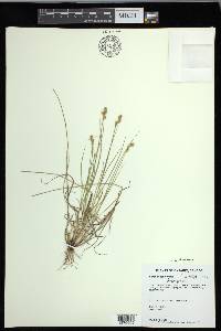 Carex foenea image