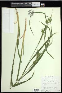 Carex folliculata image