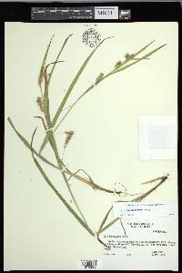 Carex flaccosperma image