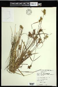 Carex flava image