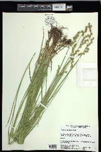 Carex festucacea image