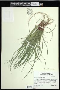 Carex floridana image