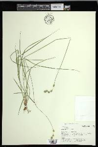 Carex foenea image