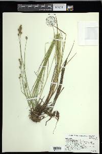 Carex festucacea image