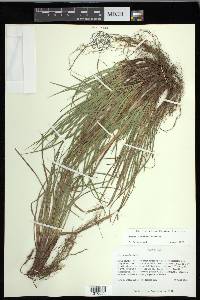 Carex floridana image