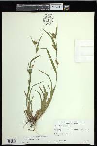 Carex flaccosperma image