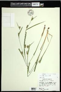 Carex flaccosperma image