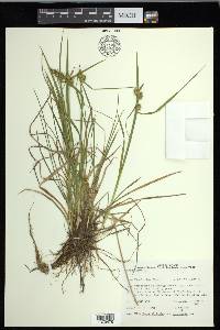 Carex flava image